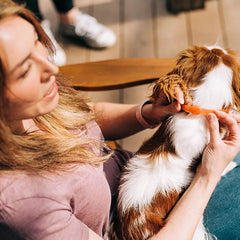 Flea & Tick Collar for Dogs